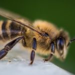 Infobrief – Modernes Wachsmanagement