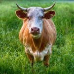 Schutz vor BHV1-Infektionen in Rinder haltenden Betrieben