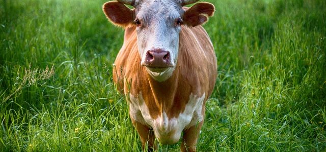 Schutz vor BHV1-Infektionen in Rinder haltenden Betrieben