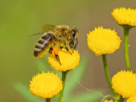 Tipp des Bienengesundheitsdienstes