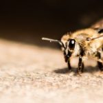 Infobrief – Flugling