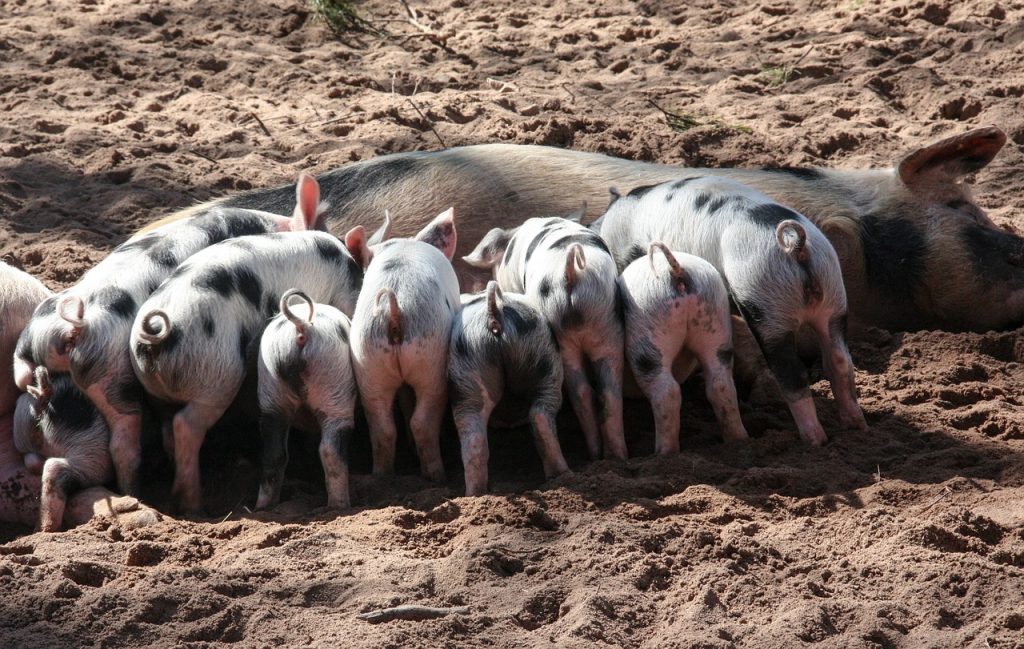 Brucellose beim Schwein – erhöhte Gefahr in der Freilandhaltung
