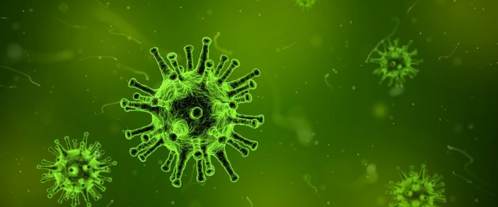Influenzavirus-Infektionen bei Geflügel früh erkennen – Einschleppung vermeiden