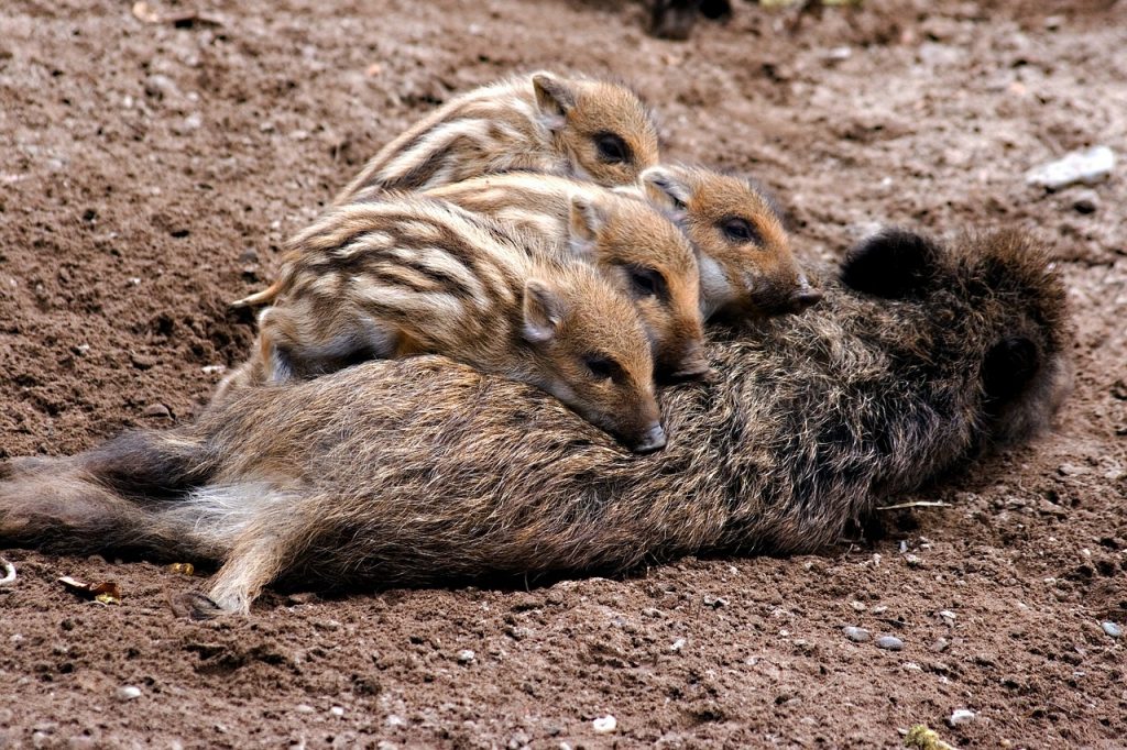Afrikanische Schweinepest – Anzeigepflichtige Tierseuche