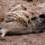 Afrikanische Schweinepest – Anzeigepflichtige Tierseuche