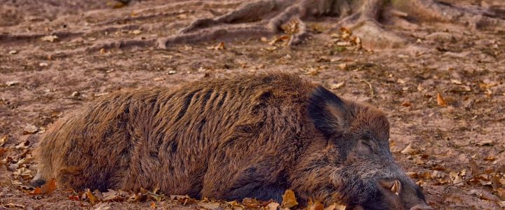 Afrikanische Schweinepest – Symptome, Übertragung und Biosicherheit