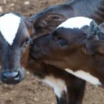 Kostenlose Online-Schulung zur Kälbergesundheit der Tierklinik für Fortpflanzung der FU Berlin