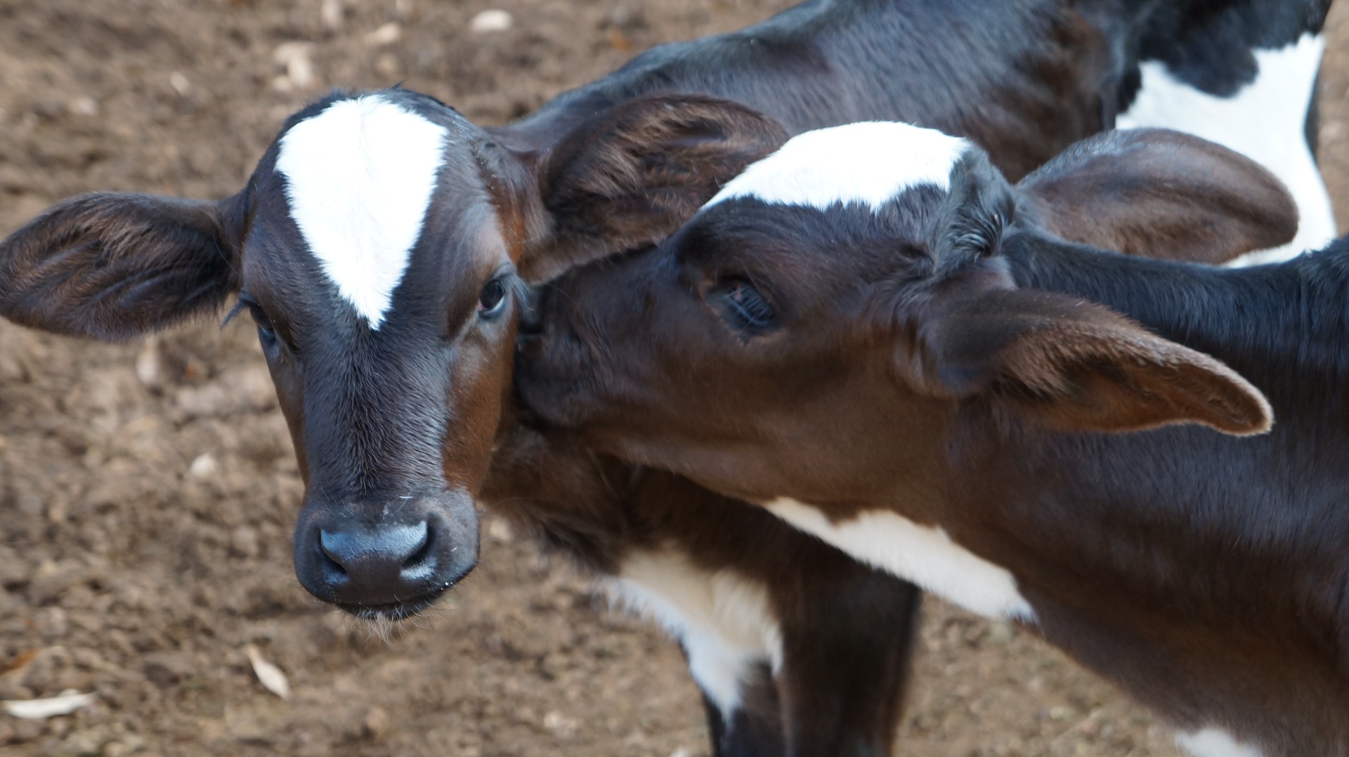 Kostenlose Online-Schulung zur Kälbergesundheit der Tierklinik für Fortpflanzung der FU Berlin
