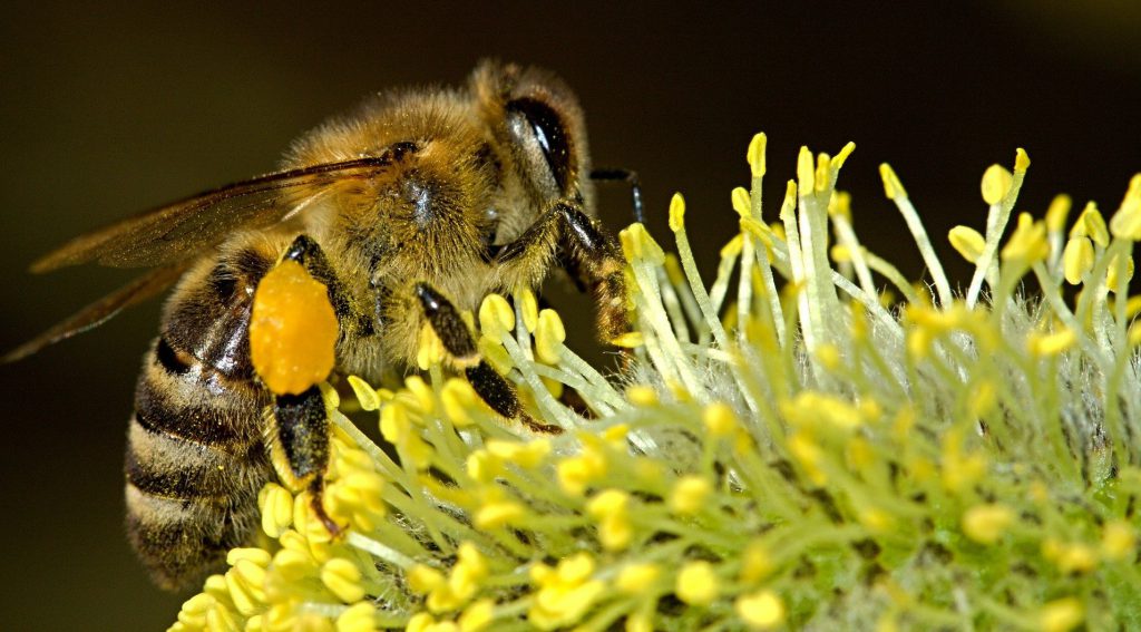 Linksammlung zu Themen der Bienengesundheit und der imkerlichen Praxis