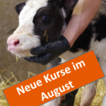 Neue Kurse in der Kälberschule!