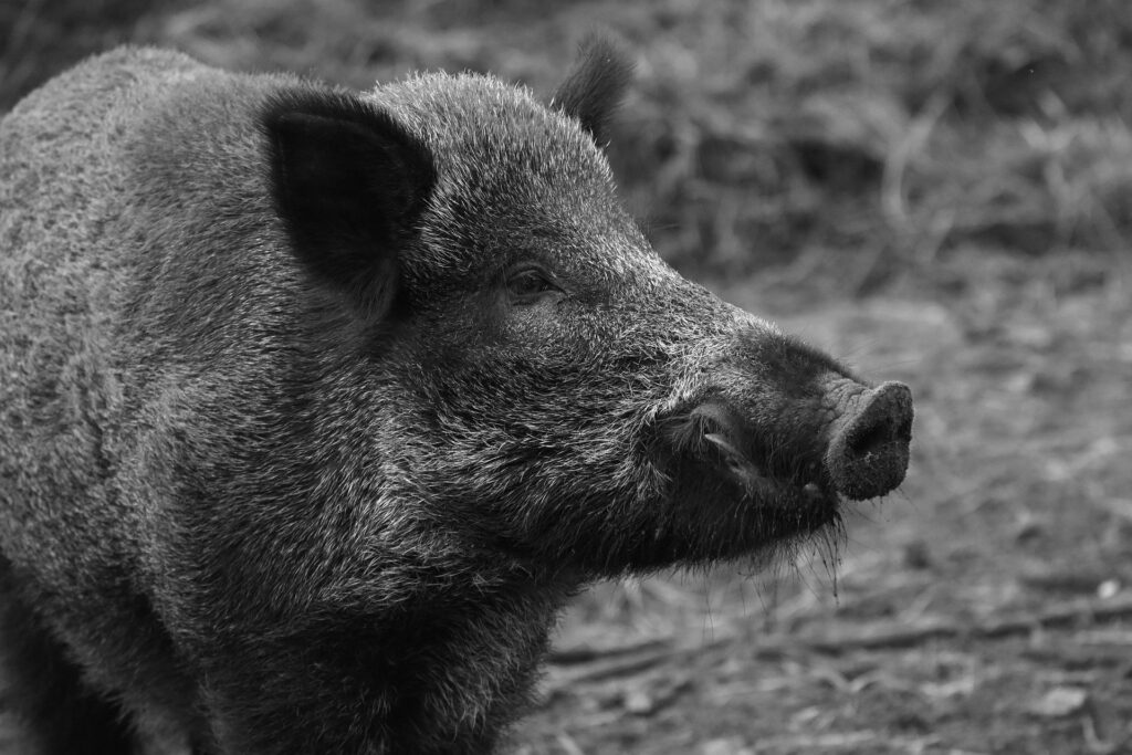 Die Afrikanische Schweinepest hat Deutschland erreicht