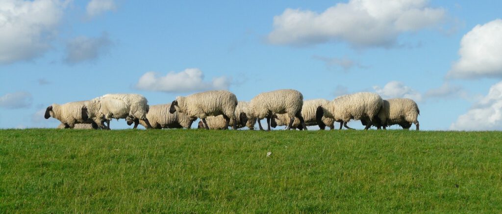 Schafbetriebe mit Leberegel-Infektion gesucht!