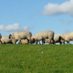 Schafbetriebe mit Leberegel-Infektion gesucht!