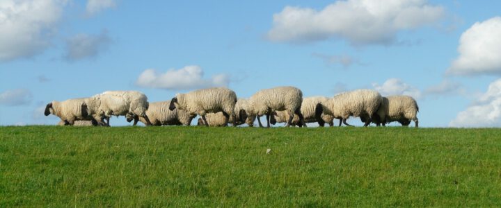 Schafbetriebe mit Leberegel-Infektion gesucht!