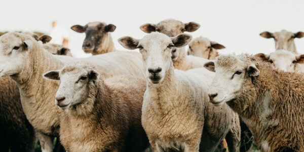für Schafe und Ziegen