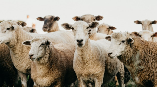 für Schafe und Ziegen