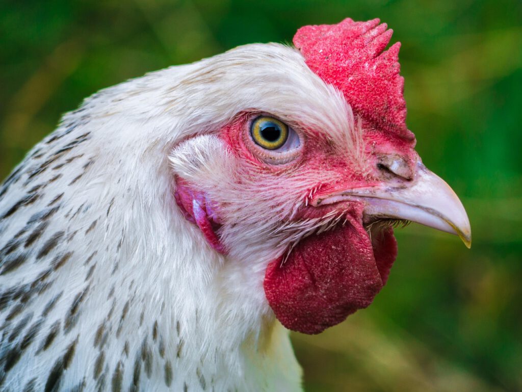 Aktuelle Lage der Geflügelpest in Mecklenburg-Vorpommern