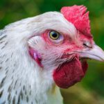 Aktuelle Lage der Geflügelpest in Mecklenburg-Vorpommern