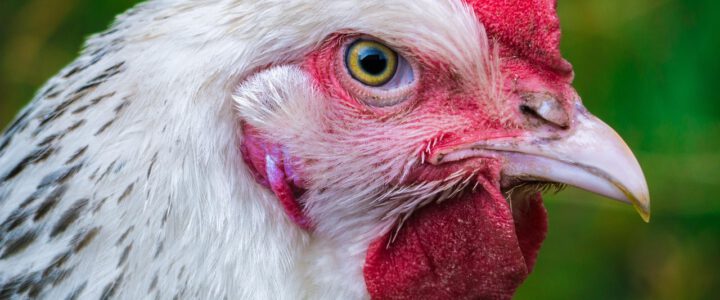 Aktuelle Lage der Geflügelpest in Mecklenburg-Vorpommern