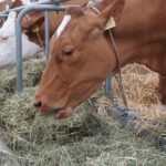 Biosicherheit – Ihr Rindergesundheitsdienst informiert