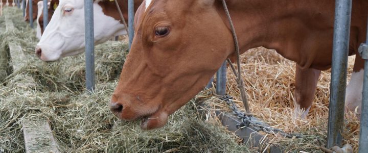 Biosicherheit – Ihr Rindergesundheitsdienst informiert