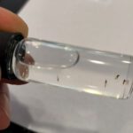 Neue Vektorkrankheit bei Wiederkäuern